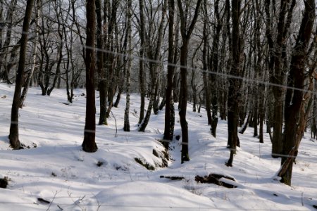 Ferbitzer Bruch Döberitzer Heide wilderness area with snow 2021-02-14 02