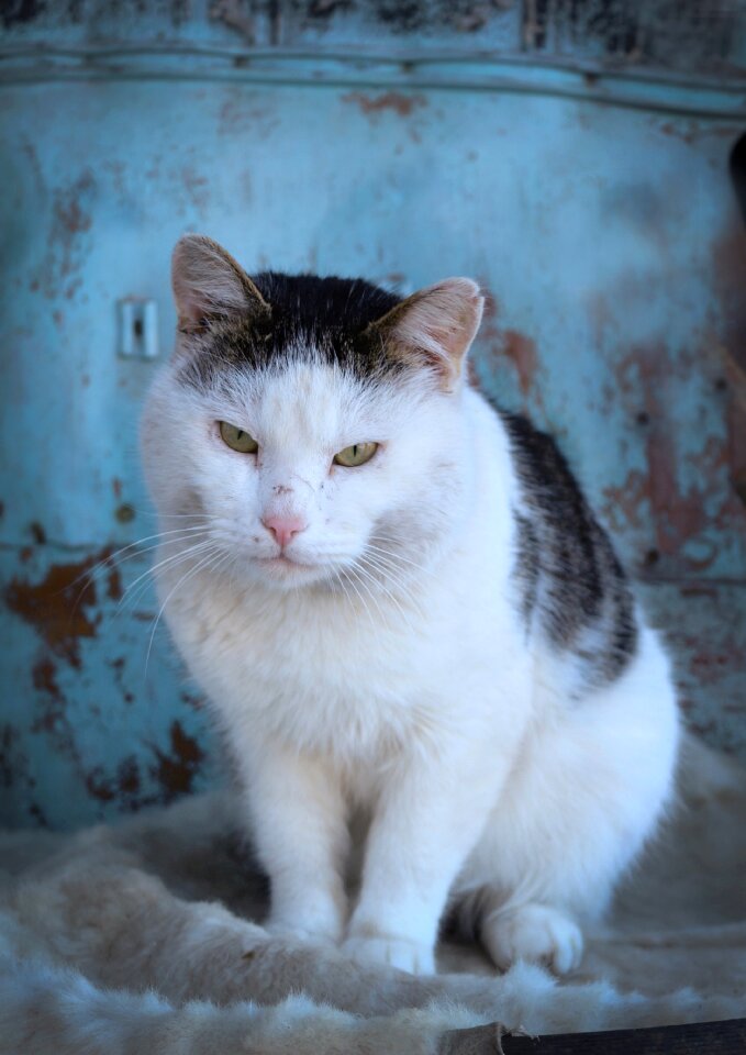 White cat cat looking outdoor cat