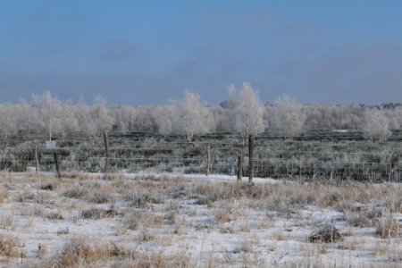 Ferbitzer Bruch Döberitzer Heide wilderness area with snow 2021-02-14 23