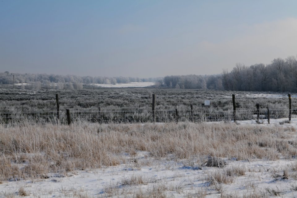 Ferbitzer Bruch Döberitzer Heide wilderness area with snow 2021-02-14 20