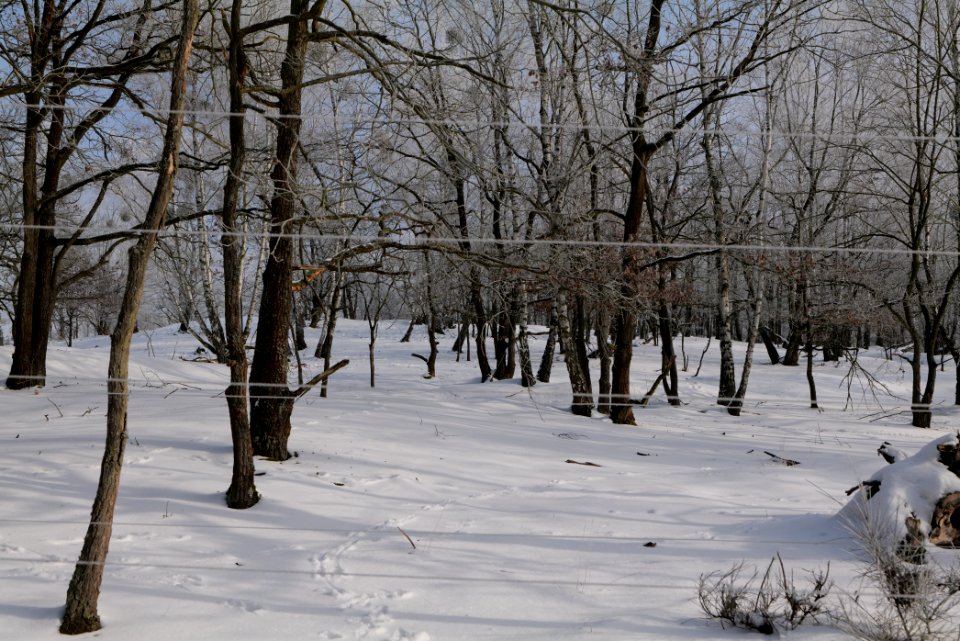 Ferbitzer Bruch Döberitzer Heide wilderness area with snow 2021-02-14 01