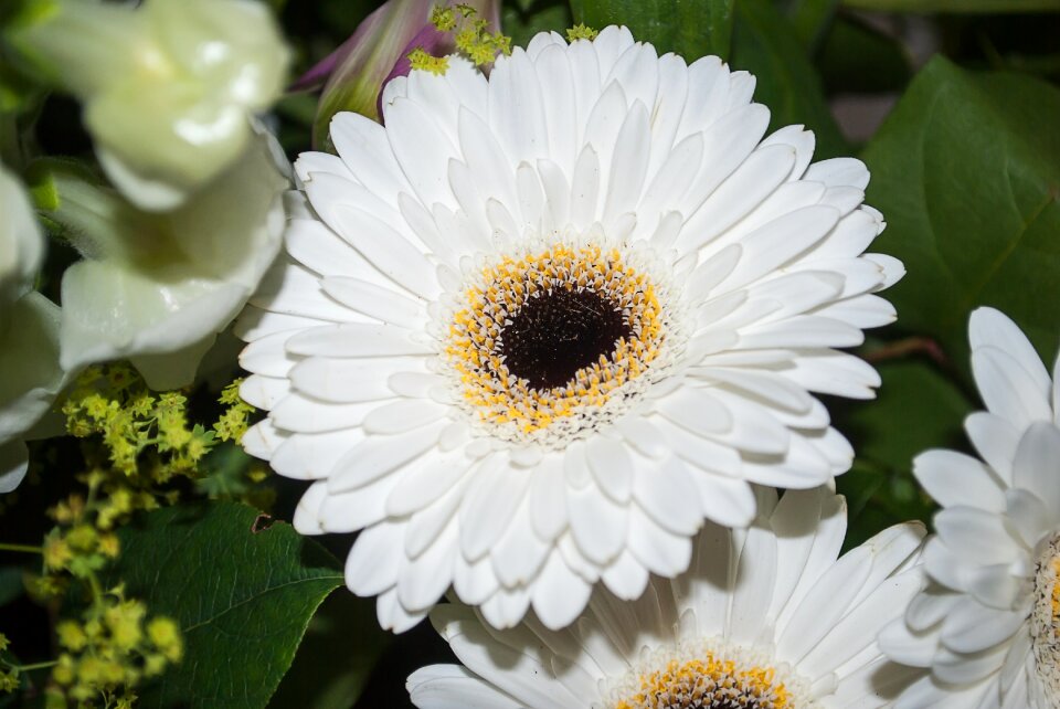 Flower white flowers