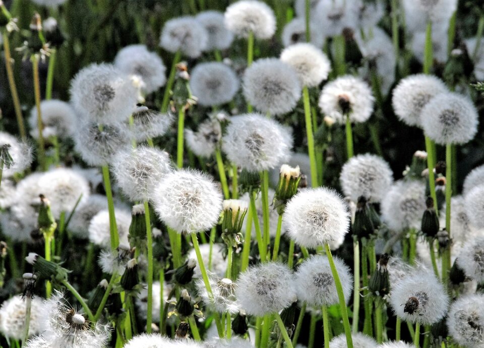 Dandelions field spring