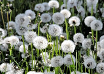 Dandelions field spring