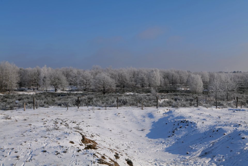 Ferbitzer Bruch Döberitzer Heide wilderness area with snow 2021-02-14 17