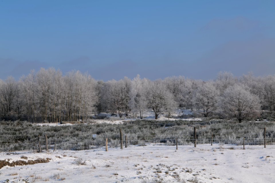 Ferbitzer Bruch Döberitzer Heide wilderness area with snow 2021-02-14 14