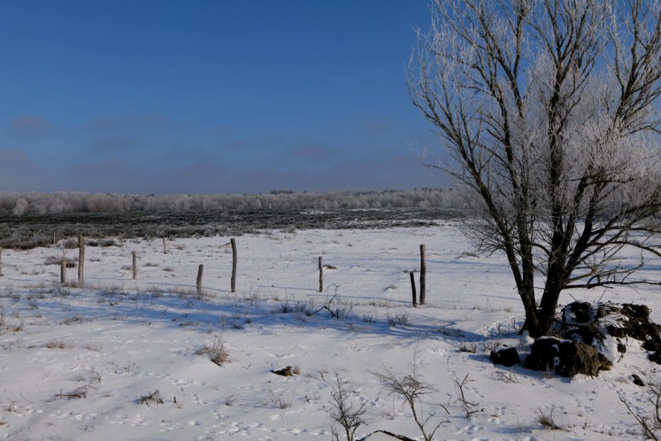 Ferbitzer Bruch Döberitzer Heide wilderness area with snow 2021-02-14 29