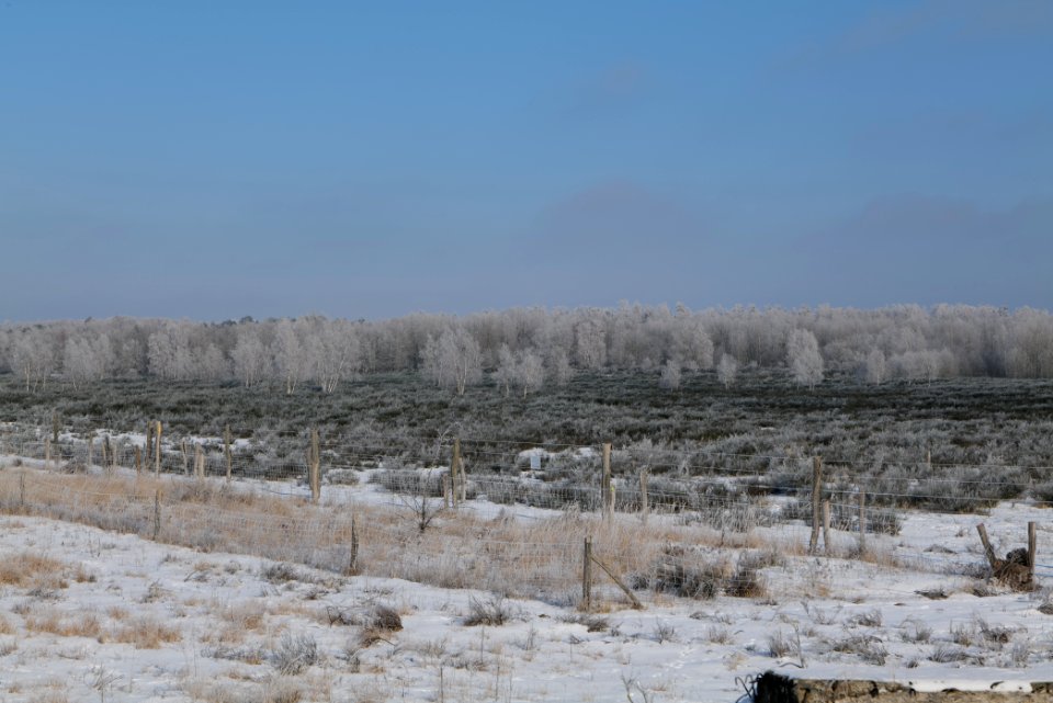 Ferbitzer Bruch Döberitzer Heide wilderness area with snow 2021-02-14 26