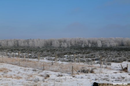 Ferbitzer Bruch Döberitzer Heide wilderness area with snow 2021-02-14 26