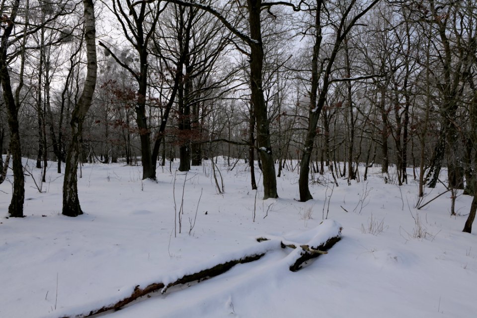 Ferbitzer Bruch with snow 2021-02-14 01