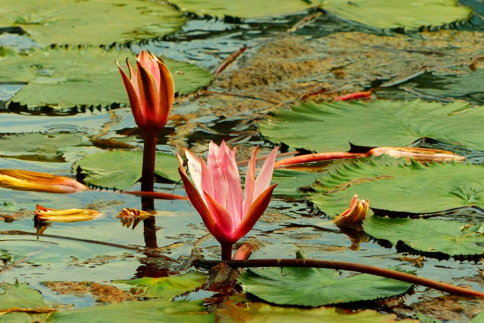 Spa water lilies purple