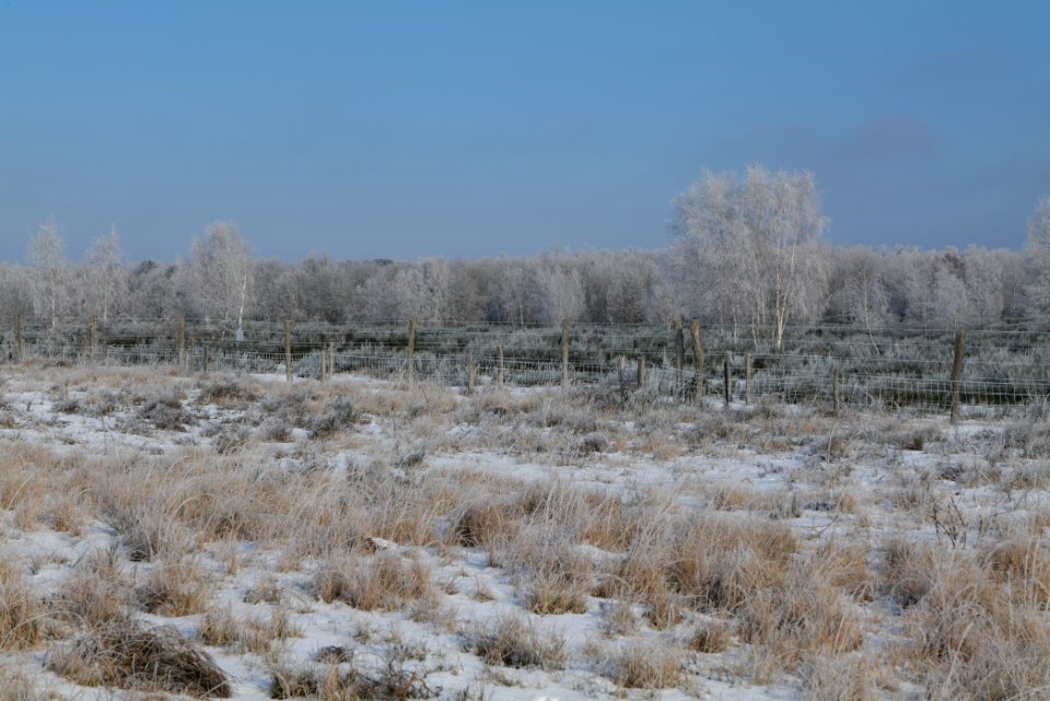 Ferbitzer Bruch Döberitzer Heide wilderness area with snow 2021-02-14 21