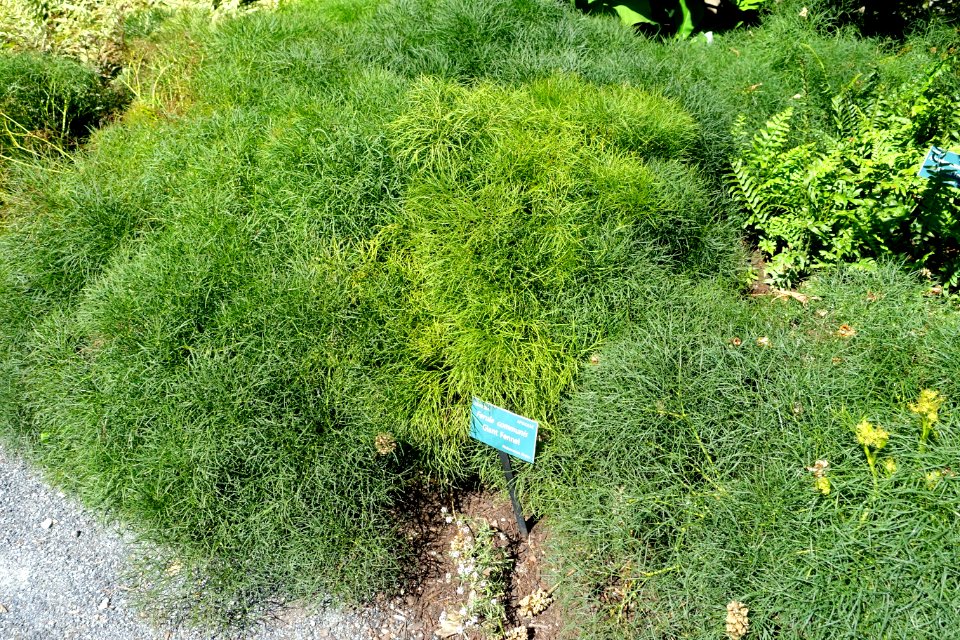 Ferula communis - Coastal Maine Botanical Gardens - DSC03240