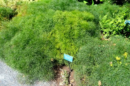 Ferula communis - Coastal Maine Botanical Gardens - DSC03240