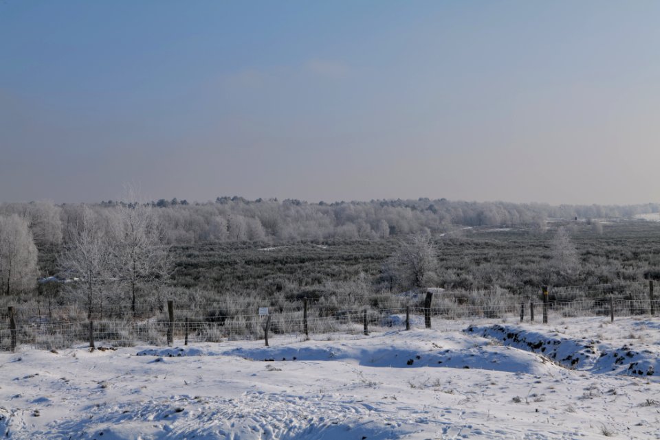 Ferbitzer Bruch Döberitzer Heide wilderness area with snow 2021-02-14 13