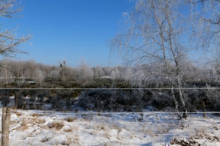 Ferbitzer Bruch Döberitzer Heide wilderness area with snow 2021-02-14 31