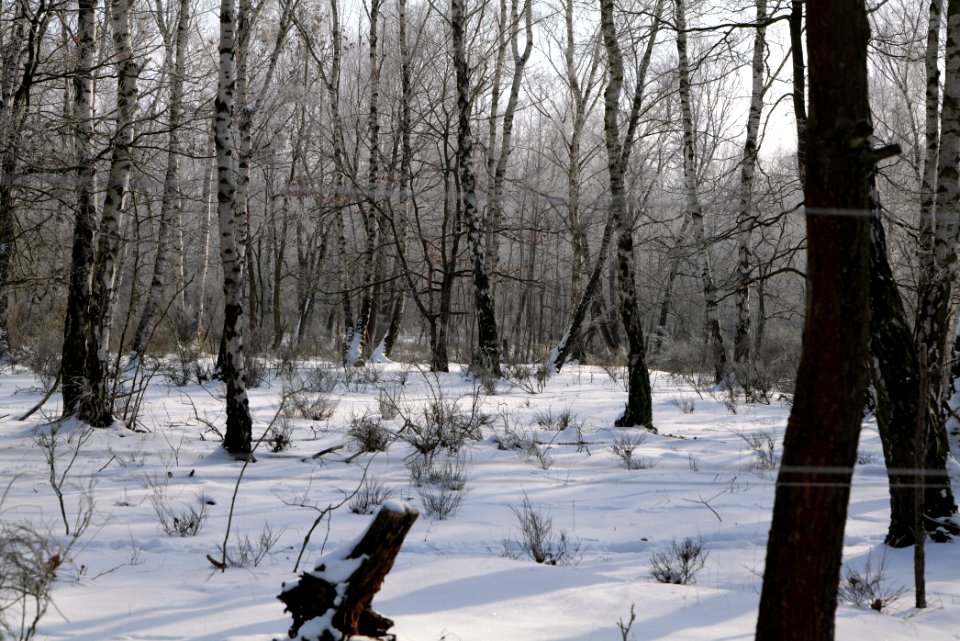 Ferbitzer Bruch Döberitzer Heide wilderness area with snow 2021-02-14 04