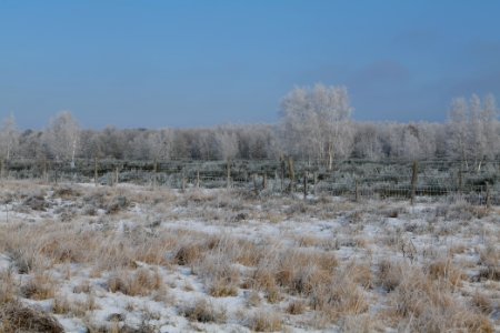 Ferbitzer Bruch Döberitzer Heide wilderness area with snow 2021-02-14 22