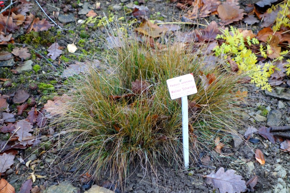 Festuca valesiaca - Botanischer Garten, Dresden, Germany - DSC08713