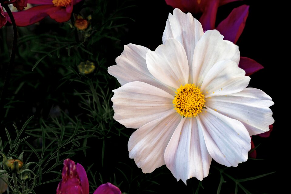 Cosmea bipinnata kosmee flower