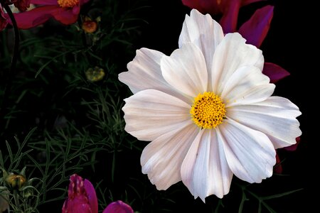 Cosmea bipinnata kosmee flower photo