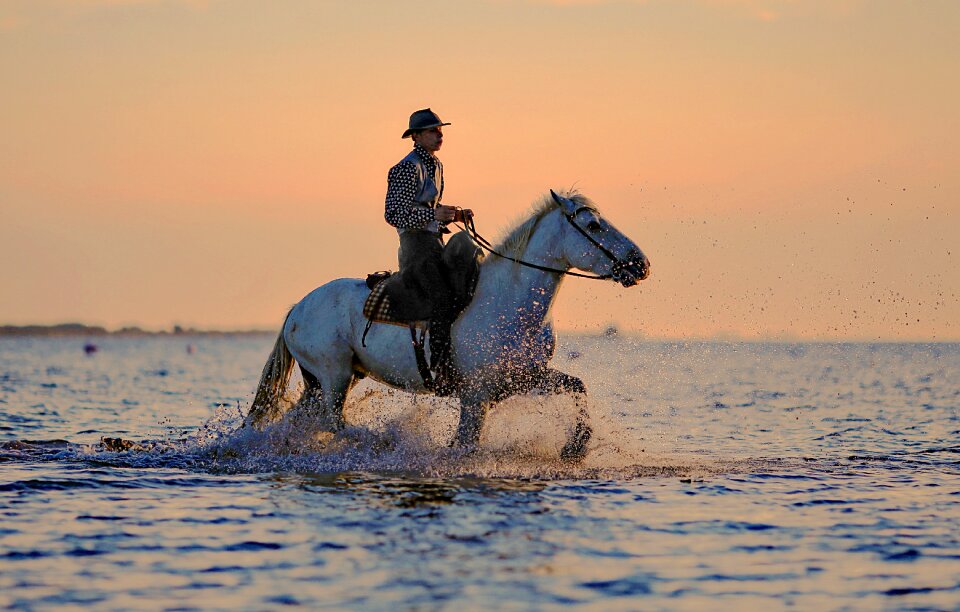 Horseback riding animal hiking
