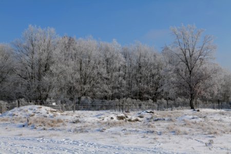 Ferbitzer Bruch Döberitzer Heide wilderness area with snow 2021-02-14 05