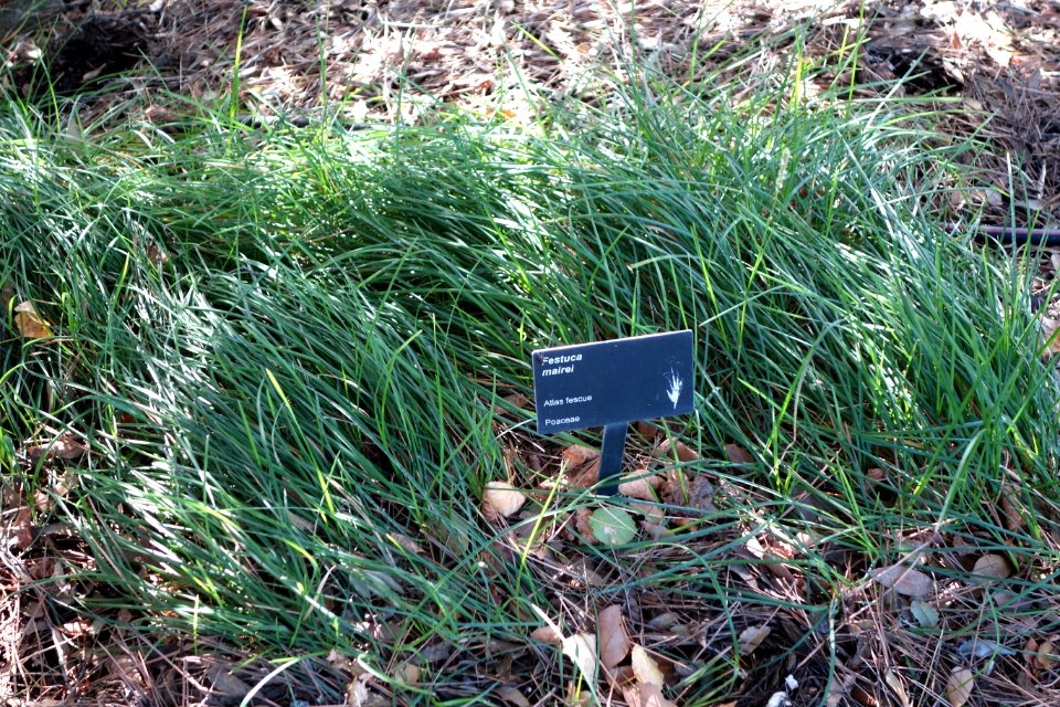 Festuca mairei - Leaning Pine Arboretum - DSC05706