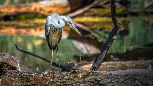 Nature wings water photo