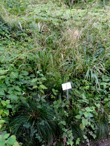 Festuca heterophylla - Botanical Garden, University of Frankfurt - DSC02592