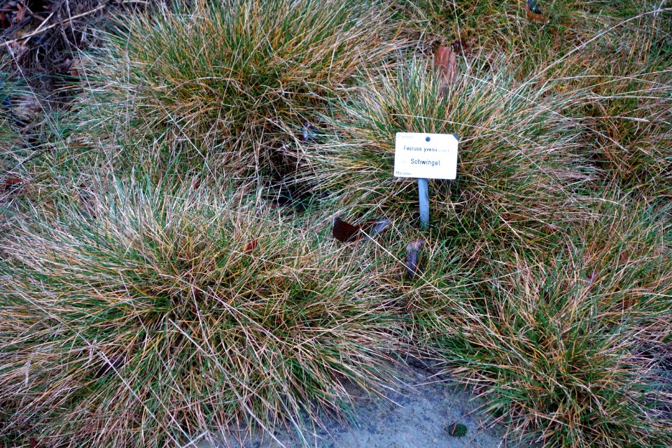 Festuca durissima (Festuca yvesii) - Botanischer Garten, Dresden, Germany - DSC08652