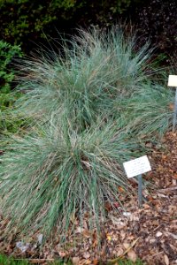 Festuca californica - Regional Parks Botanic Garden, Berkeley, CA - DSC04553