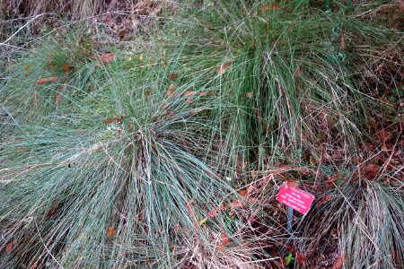 Festuca californica - Regional Parks Botanic Garden, Berkeley, CA - DSC04441