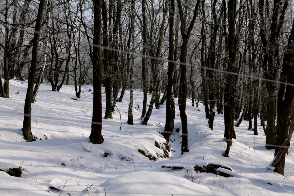 Ferbitzer Bruch Döberitzer Heide wilderness area with snow 2021-02-14 03
