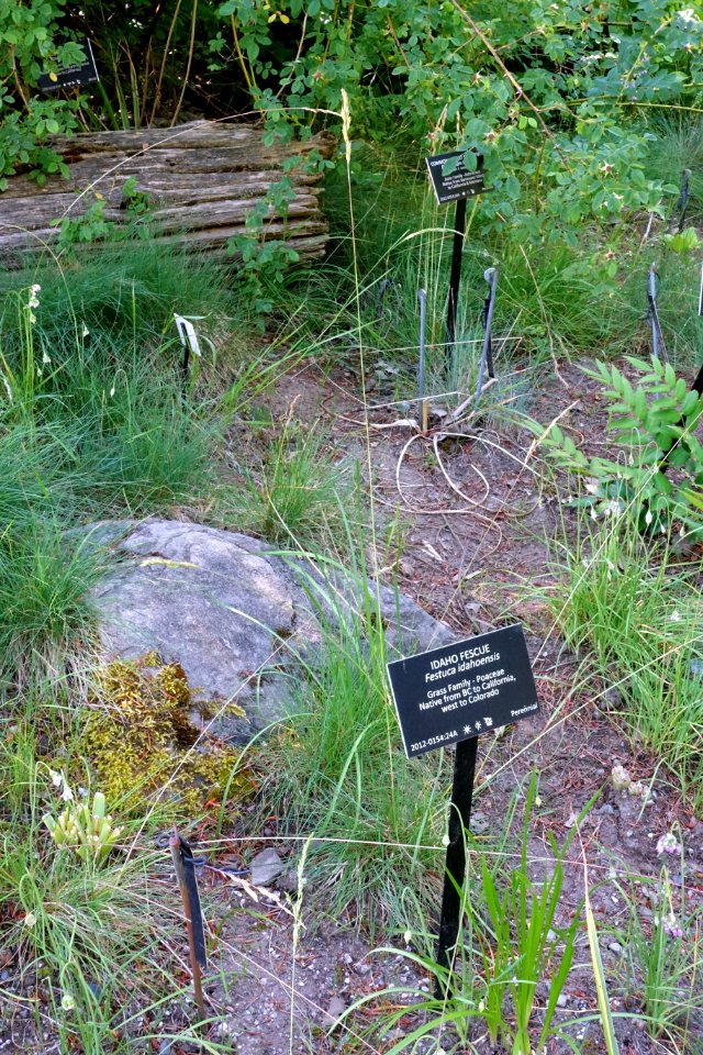 Festuca idahoensis - VanDusen Botanical Garden - Vancouver, BC - DSC06720