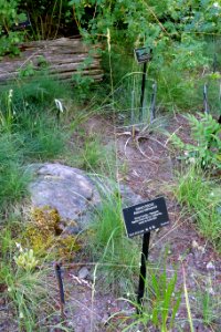 Festuca idahoensis - VanDusen Botanical Garden - Vancouver, BC - DSC06720 photo