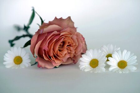 Flower romantic love photo