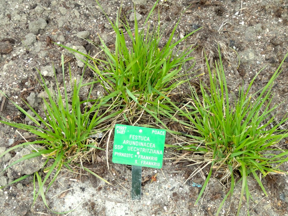 Festuca arundinacea - Copenhagen Botanical Garden - DSC07686