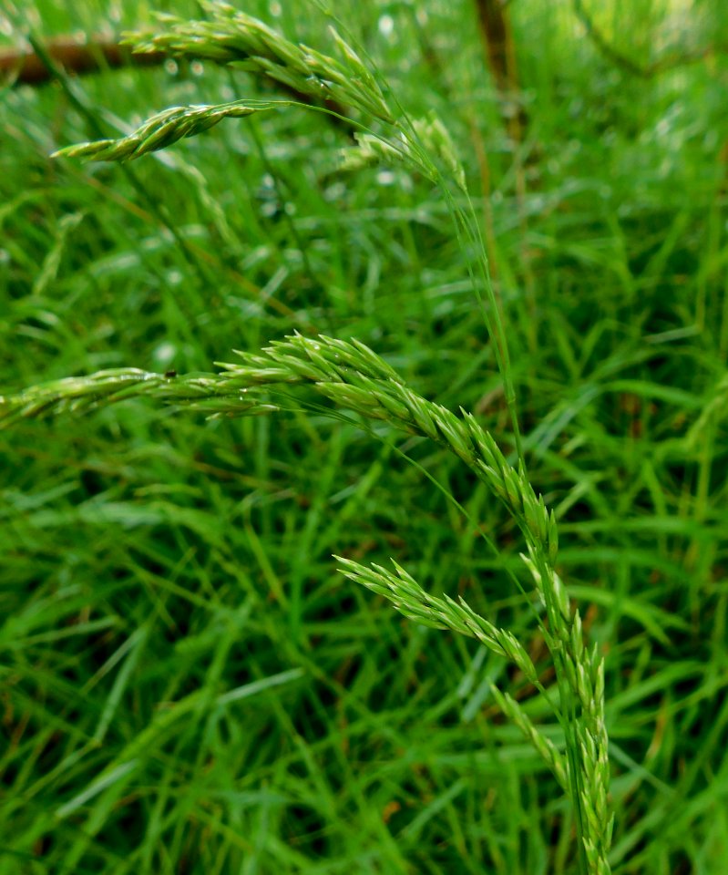 Festuca drymeja