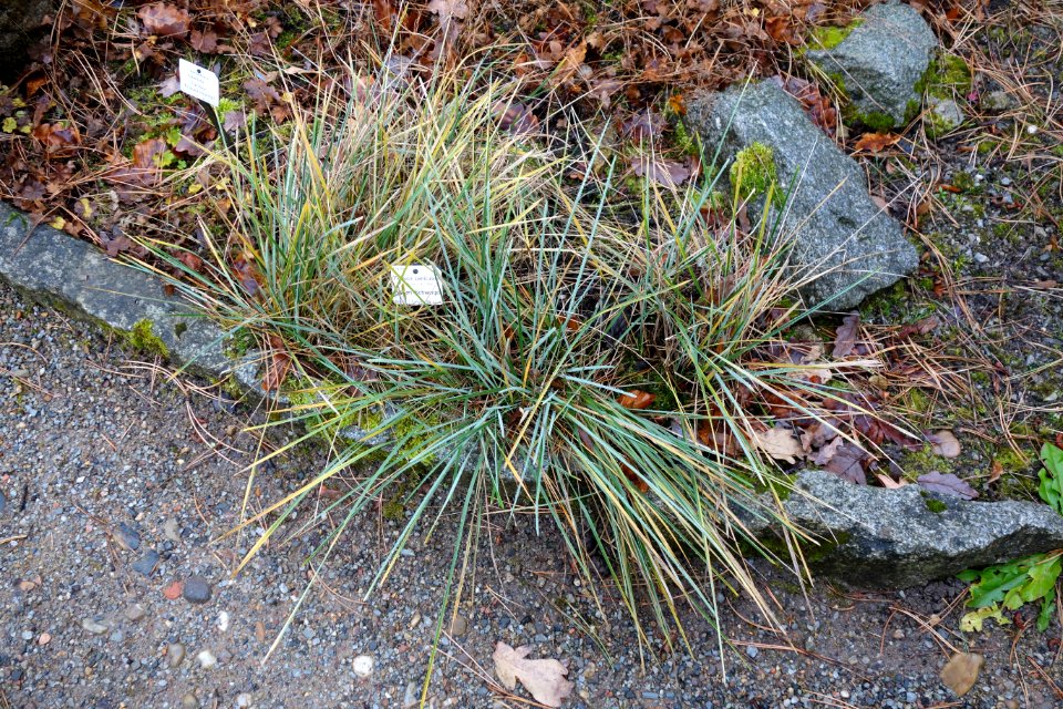 Festuca paniculata - Botanischer Garten, Dresden, Germany - DSC08691