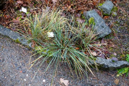 Festuca paniculata - Botanischer Garten, Dresden, Germany - DSC08691
