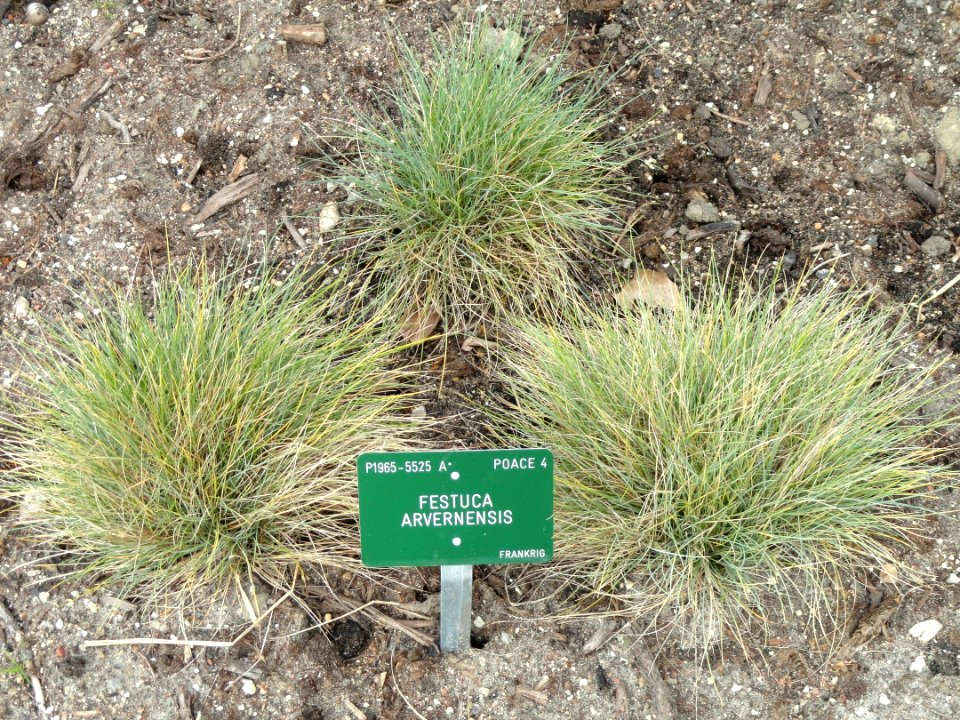 Festuca arvernensis - Copenhagen Botanical Garden - DSC07685
