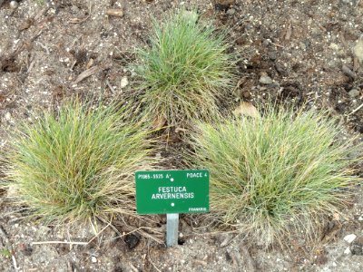 Festuca arvernensis - Copenhagen Botanical Garden - DSC07685