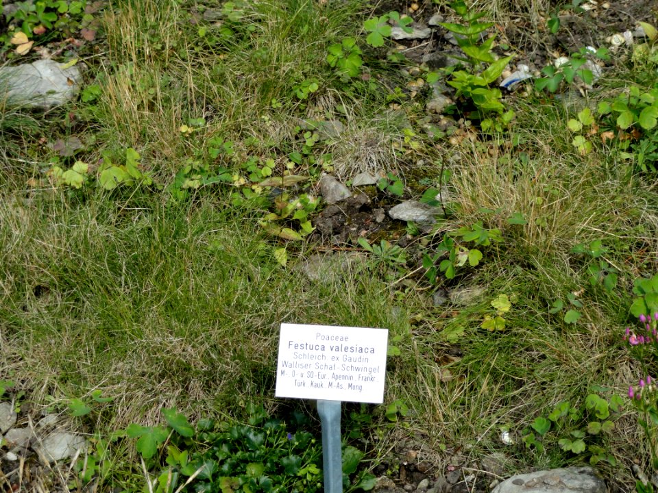 Festuca valesiaca - Botanical Garden, University of Frankfurt - DSC02651
