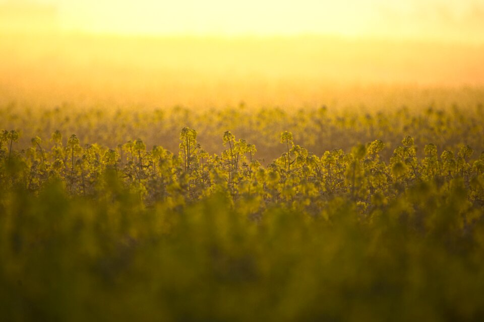 Landscape nature field of rapeseeds