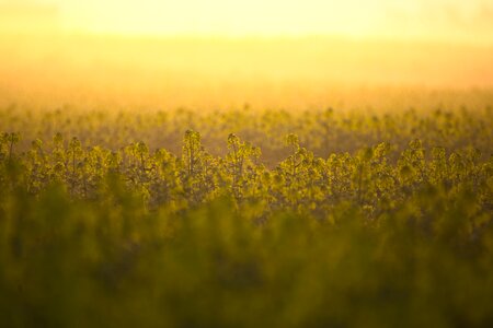 Landscape nature field of rapeseeds