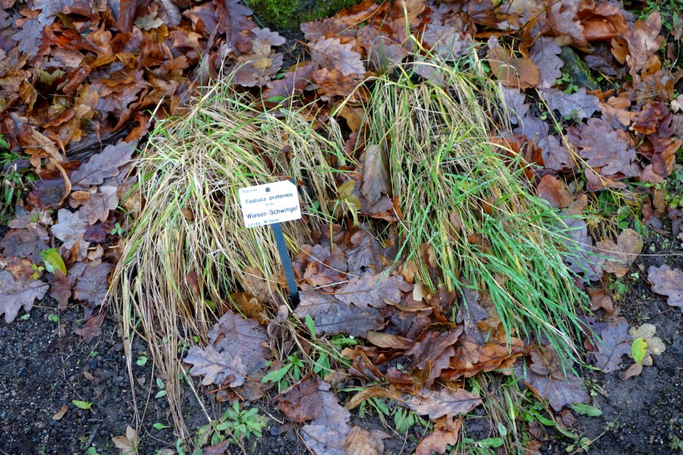Festuca pratensis - Botanischer Garten, Dresden, Germany - DSC08710