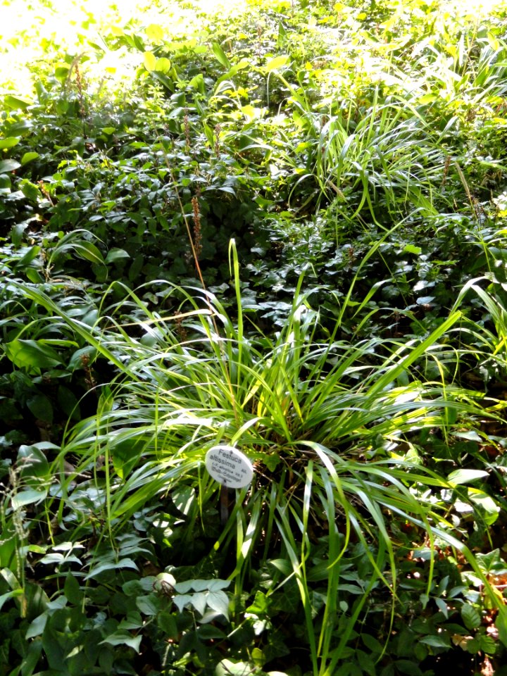 Festuca altissima - Botanical Garden, University of Frankfurt - DSC02432