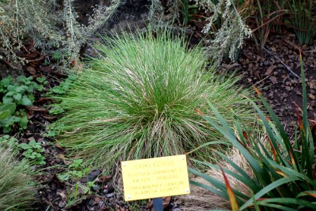Festuca idahoensis - Regional Parks Botanic Garden, Berkeley, CA - DSC04537