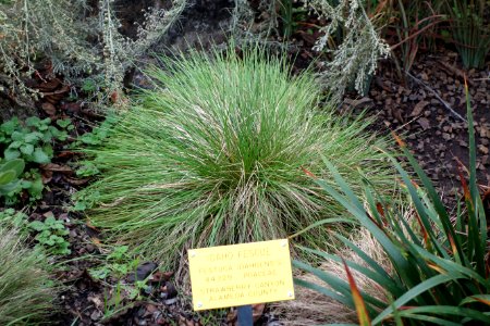 Festuca idahoensis - Regional Parks Botanic Garden, Berkeley, CA - DSC04537 photo